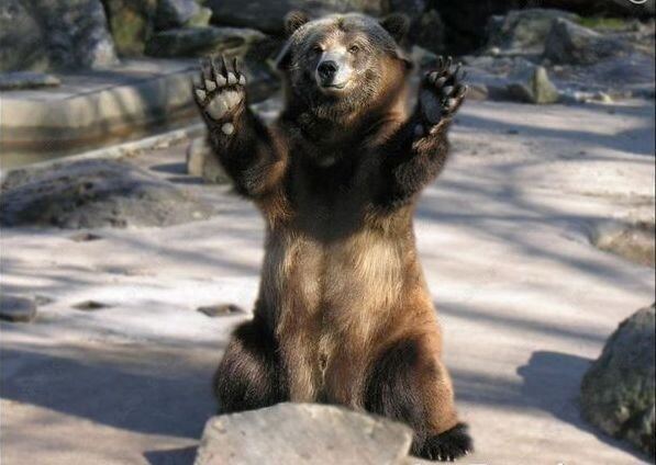 Bear 04