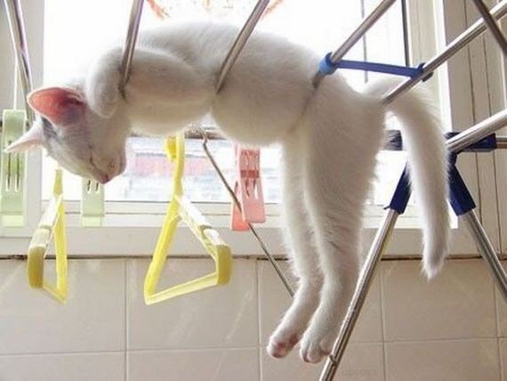 Cats relax 01