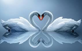lov 4