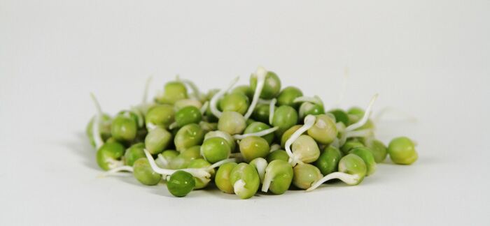 Sprouted Peas