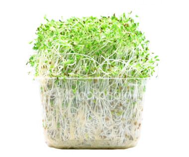 sprouts