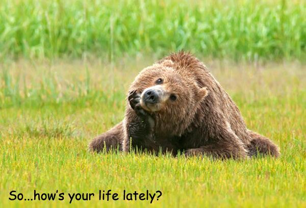 bear