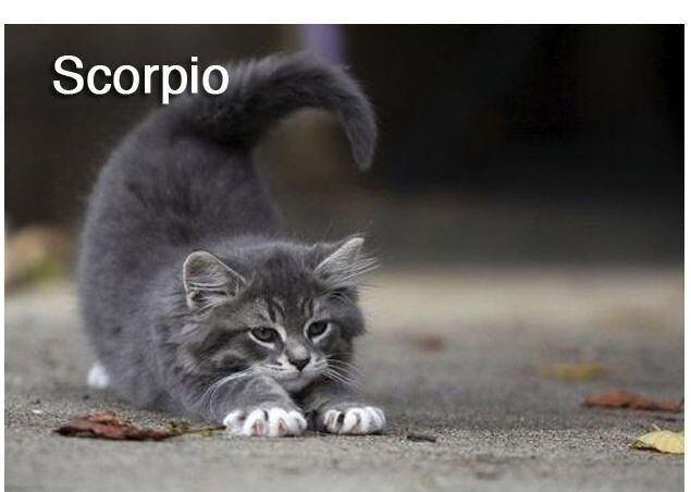 cat01