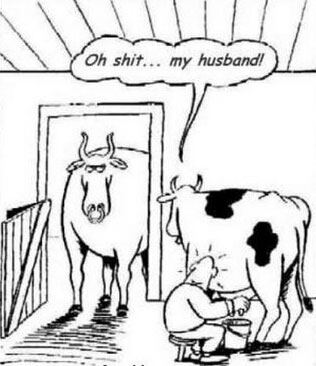 cow02
