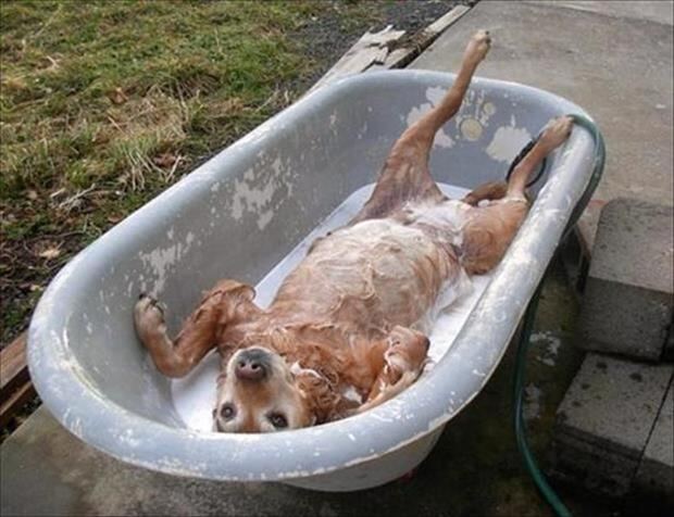 dog-bath