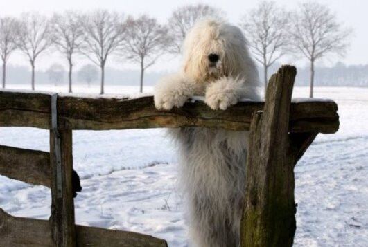 dog
