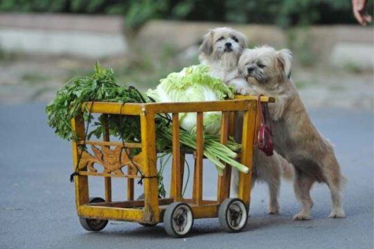 dogs01