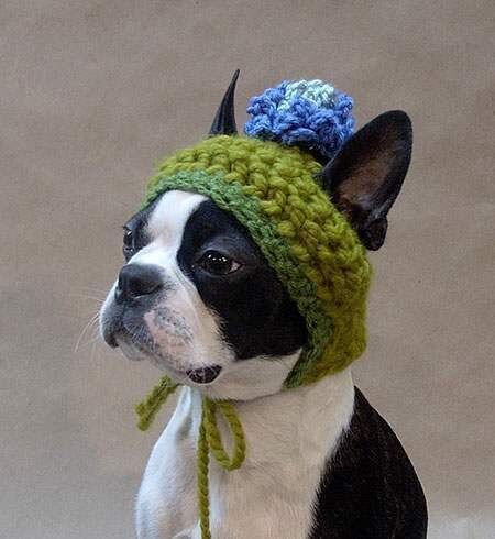 dogs04