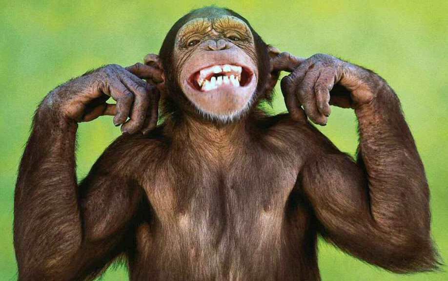 monkey-laughing 1