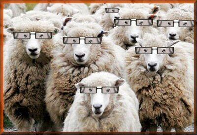sheep01